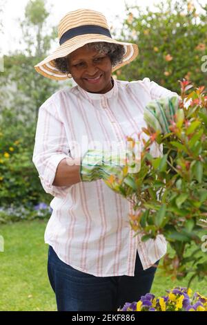 African american senior woman wearing gardening gloves smiling while gardening in the garden Stock Photo