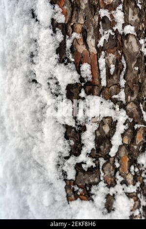 White trees in forest covered with snow Stock Photo