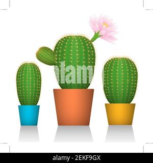 Cactuses in pots. Three plants in colorful packaging. White background. Vector illustrations Stock Vector