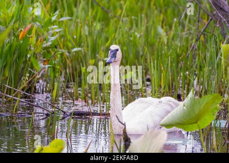 Trumpeter swan in the wetlands of Ottawa National Wildlife Refuge. Ohio. USA Stock Photo