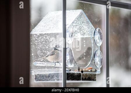 Closeup of one black-capped or carolina chickadee bird perched on plastic glass window feeder looking during winter snow or rain in Virginia with seed Stock Photo