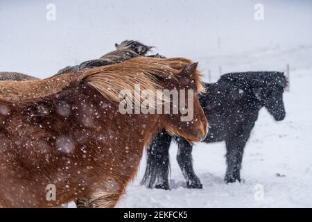 Icelandic horses. The Icelandic horse is a breed of horse created in Iceland Stock Photo