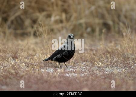 Black Lark (Melanocorypha yeltoniensis) Betpak-Dala Kazakhstan November 2003 Stock Photo