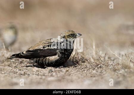 Black Lark (Melanocorypha yeltoniensis) Betpak-Dala Kazakhstan November 2003 Stock Photo