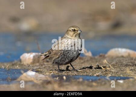 Black Lark (Melanocorypha yeltoniensis) Betpak-Dala Kazakhstan November 2003 Stock Photo