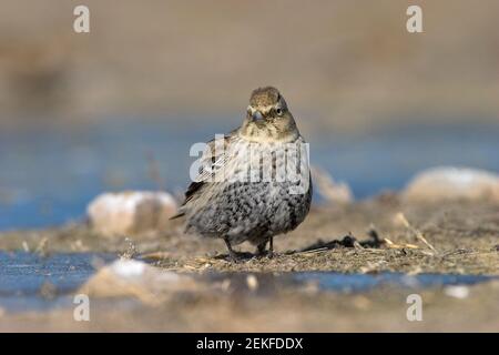 Black Lark (Melanocorypha yeltoniensis) Betpak-Dala Kazakhstan November 2003 Stock Photo