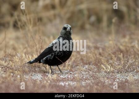 Black Lark (Melanocorypha yeltoniensis) Betpak-Dala Kazakhstan November 2003 Stock Photo