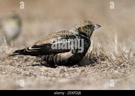 Black Lark (Melanocorypha yeltoniensis) Betpak-Dala Kazakhstan November 2003 Stock Photo