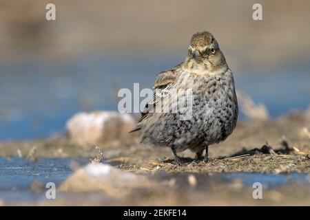 Black Lark (Melanocorypha yeltoniensis) Betpak-Dala Kazakhstan November 2003 Stock Photo