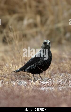 Black Lark (Melanocorypha yeltoniensis) Betpak-Dala Kazakhstan November 2003 Stock Photo