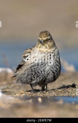 Black Lark (Melanocorypha yeltoniensis) Betpak-Dala Kazakhstan November 2003 Stock Photo