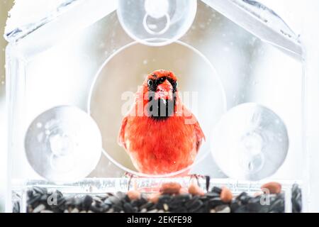 One colorful dirty male red northern cardinal, Cardinalis, bird perched on plastic glass window feeder during winter in Virginia eating seeds Stock Photo