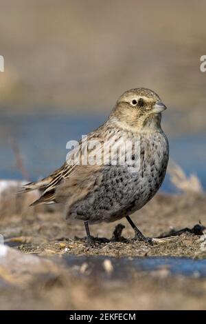 Black Lark (Melanocorypha yeltoniensis) Betpak-Dala Kazakhstan November 2003 Stock Photo