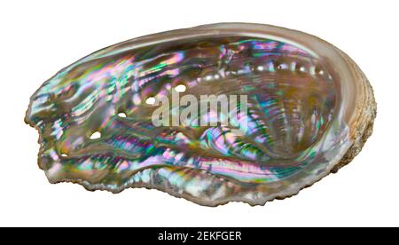 Shiny mother-of-pearl inside abalone of sea snail. Haliotis. Seashell of marine gastropod mollusk. Pastel iridescent nacre of ear shell inner surface. Stock Photo