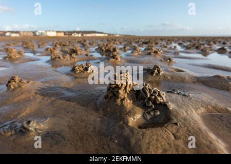 West Kirby; Lugworm Casts; The Wirral; Merseyside; UK Stock Photo