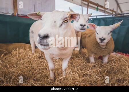Portrait of texel sheep breed (Ovis aries) at a country barn in the UK. Stock Photo