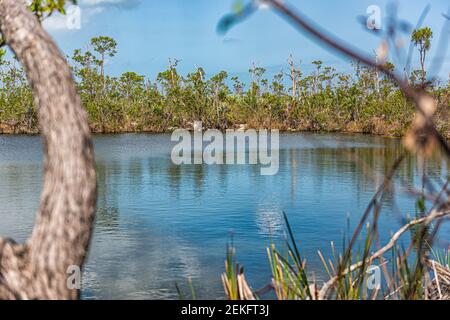 Big Pine Florida key island nature landscape view of mangrove forest trees by pond lake or river water reflection in summer Stock Photo
