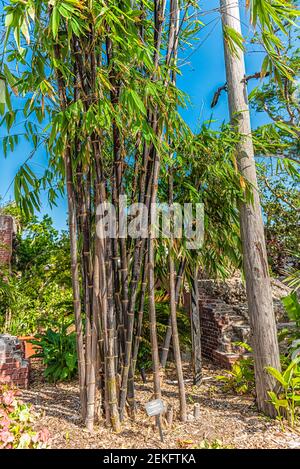 Small tropical home garden with green plant of Chinese black bamboo or phyllostachys nigra with sign in Key West, Florida Stock Photo