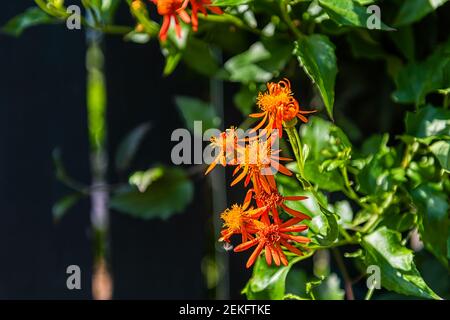 Pseudogynoxys chenopodioides Mexican flamevine blooming flowers in tropical garden of Key West, Florida Stock Photo