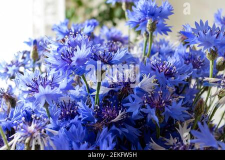 Bouquet of cornflower flowers with bokeh and copy space, floral abstract background Stock Photo