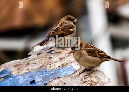 Two sparrows, young and old with focus in the foreground on a dark background. Stock Photo