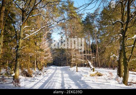 Road in winter forest on a sunny day. Stock Photo