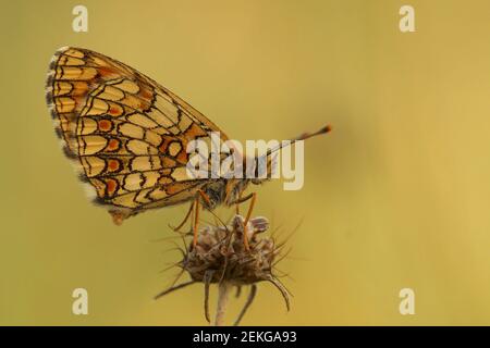 Closeup of the Provencal fritillary , Melitaea deione, on yellow background at Gard, France . Stock Photo