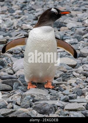 Gentoo penguin (Pygoscelis papua), Curville Island, Antarctica Stock Photo