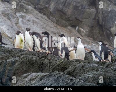 Adelie penguins (Pygoscelis adeliae) and chinstrap penguins (Pygoscelis antarcticus), Gourdin Island, Antarctica Stock Photo