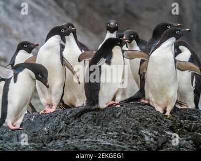 Adelie penguins (Pygoscelis adeliae), Gourdin Island, Antarctica Stock Photo