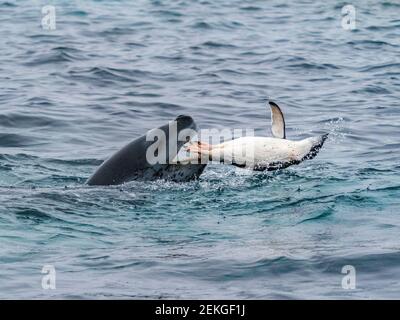 Leopard seal (Hydrurga leptonyx) throwing penguin in sea, Gourdin Island, Antarctica Stock Photo