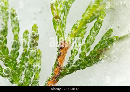 WA19294-00...WASHINGTON - A twig that blew off a Western Red Cedar tree frozen in ice . Stock Photo