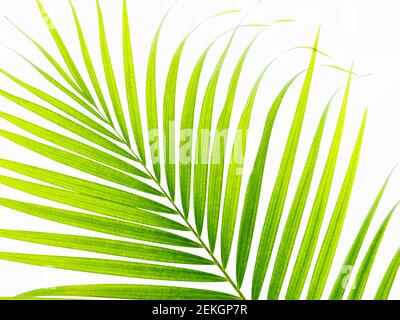 Palm leaves against white background Stock Photo