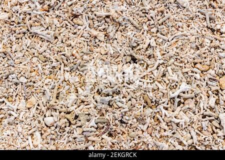 Coral beach, top view. Fragile white coral on the beach. Stock Photo