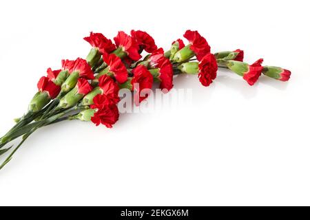 Beautiful red carnation flowers isolated on white background Stock Photo