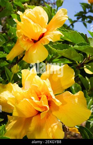 Close-up photo of two yellow double Hibiscus flower in the island of Madeira in summer Stock Photo