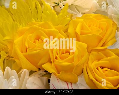 Close-up of yellow roses Stock Photo