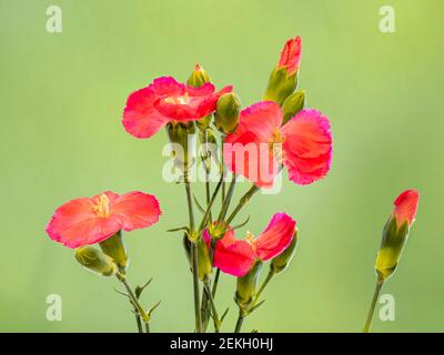 Red carnation flowers against green background Stock Photo
