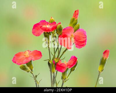 Red carnation flowers against green background Stock Photo