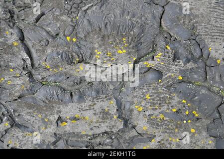 old waterproof roll roofing in cracks and moss. Texture Stock Photo