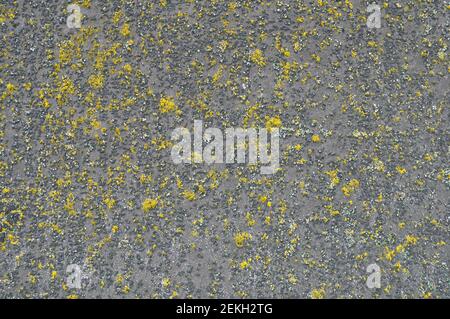 old waterproof roll roofing in cracks and moss. Texture Stock Photo