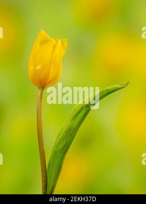 Close-up of yellow tulip Stock Photo