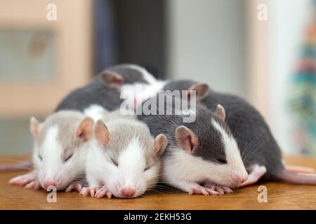 Many small funny baby rats warming together one on top of another. Stock Photo