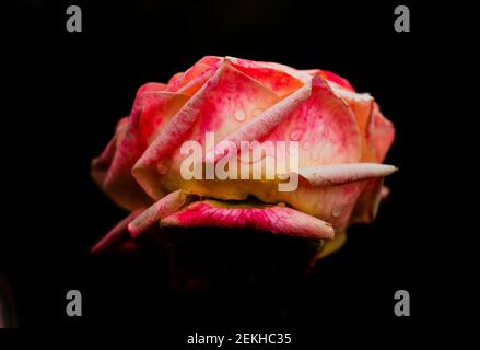 Pink rose flower head in water drops in black background Stock Photo