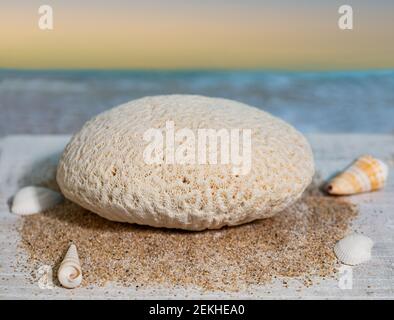 A piece of brain coral is seen along with some sea shells. Stock Photo