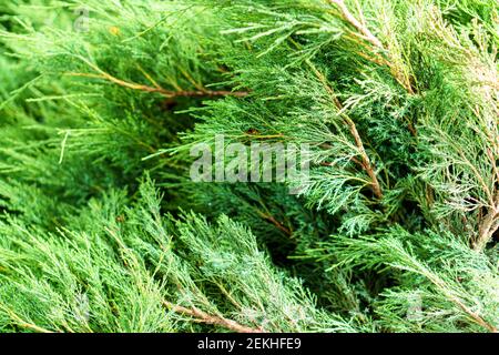 soft focus close-up of a branch of a bright green cedar bush. Background from dense branches of pine or thuja. Vacation, travel, building concept. Stock Photo