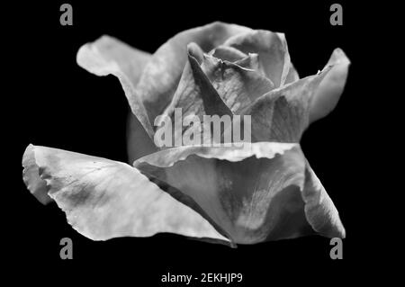 Black and white rose against black background Stock Photo