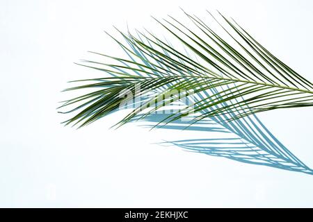 Palm leaf with the shadow on blue background Stock Photo