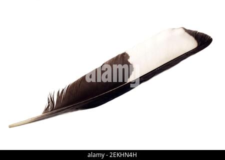 Single feather isolated on white background Stock Photo