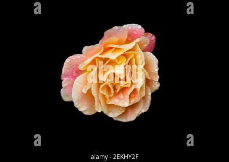 Close up of rose blossom on black background Stock Photo